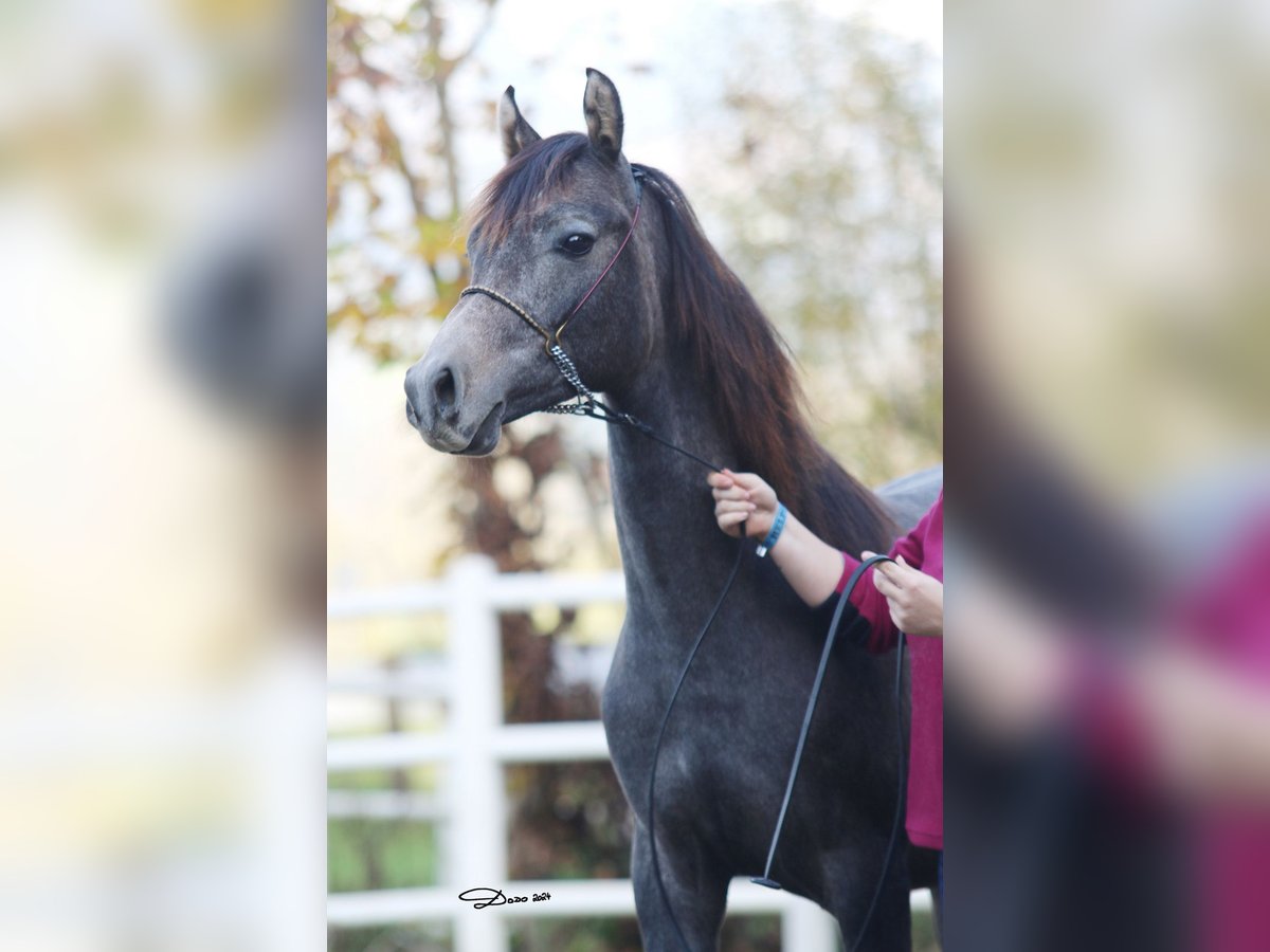 Koń czystej krwi arabskiej Ogier 2 lat 142 cm Siwa w hreczce in Söll