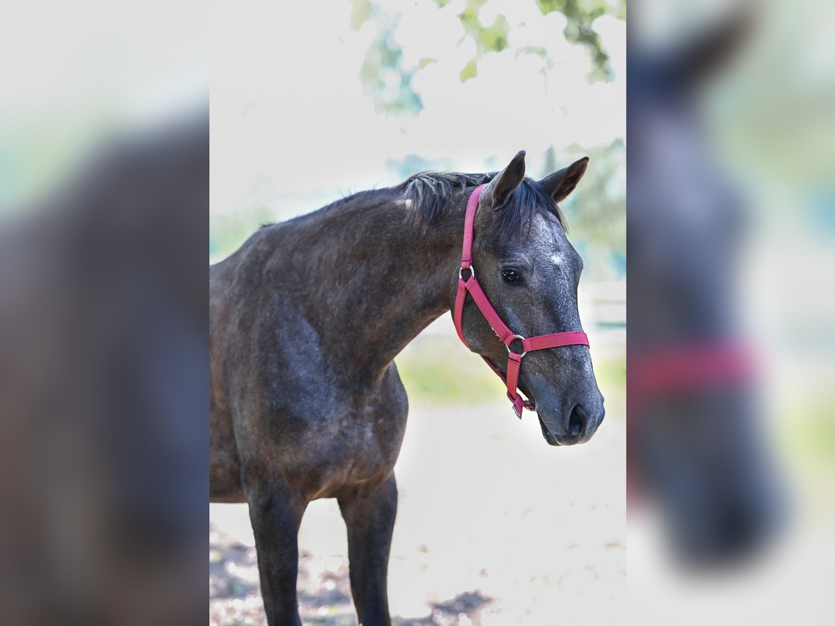 Koń czystej krwi arabskiej Ogier 2 lat 148 cm Siwa in Jovariškės