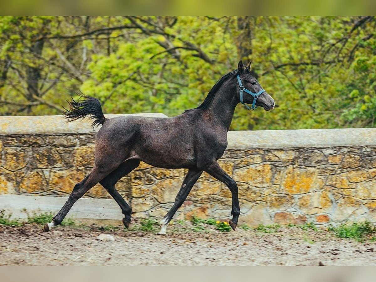 Koń czystej krwi arabskiej Ogier 2 lat in Kurozwęki