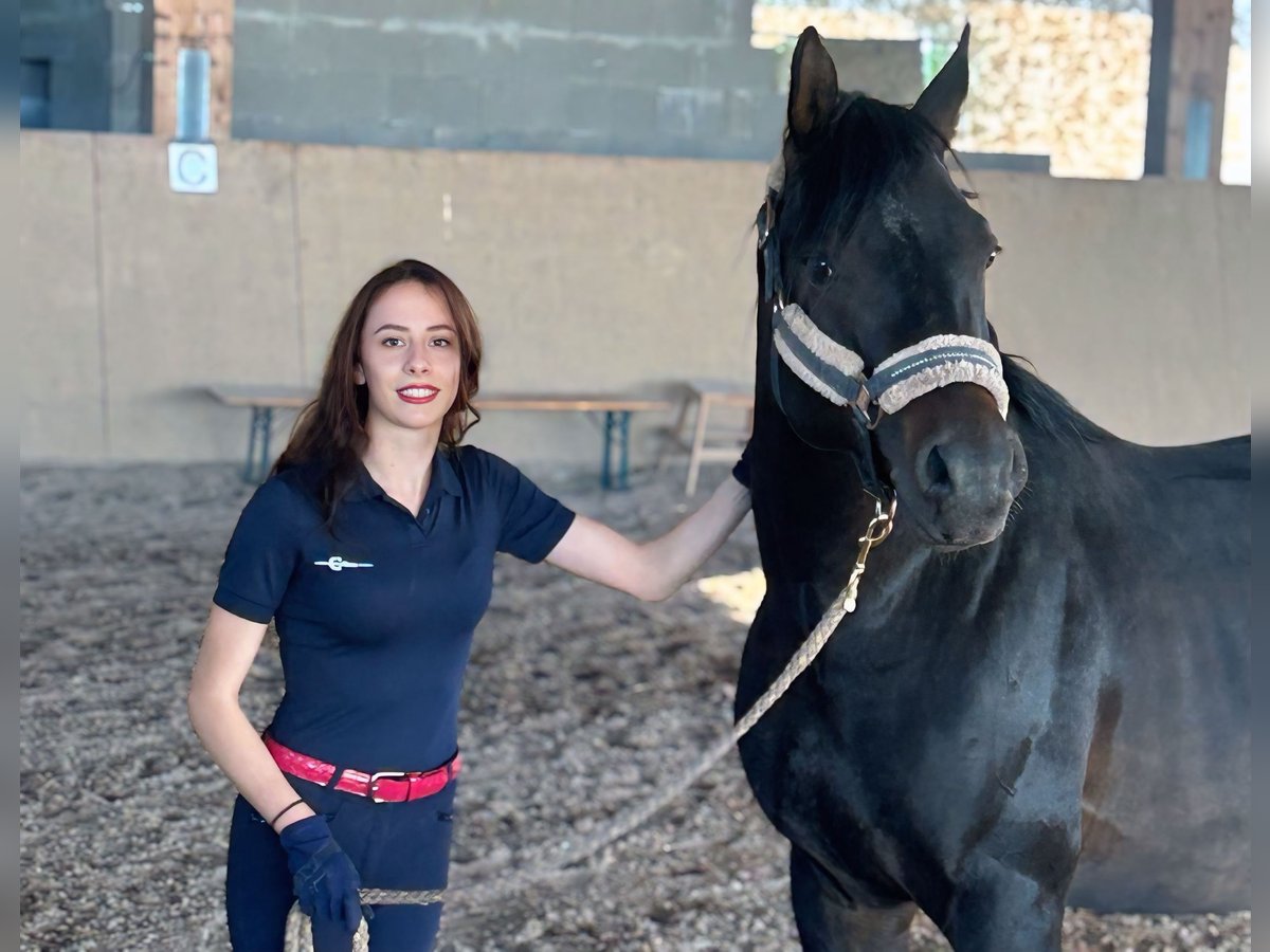 Koń czystej krwi arabskiej Ogier 6 lat 160 cm Skarogniada in Worms
