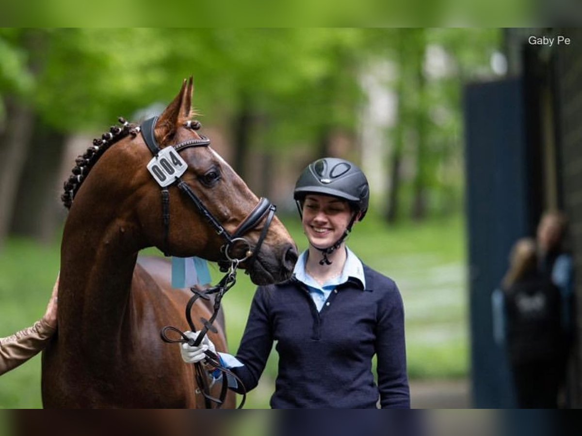 Koń czystej krwi arabskiej Ogier 7 lat 157 cm Ciemnokasztanowata in Rotenburg an der Fulda