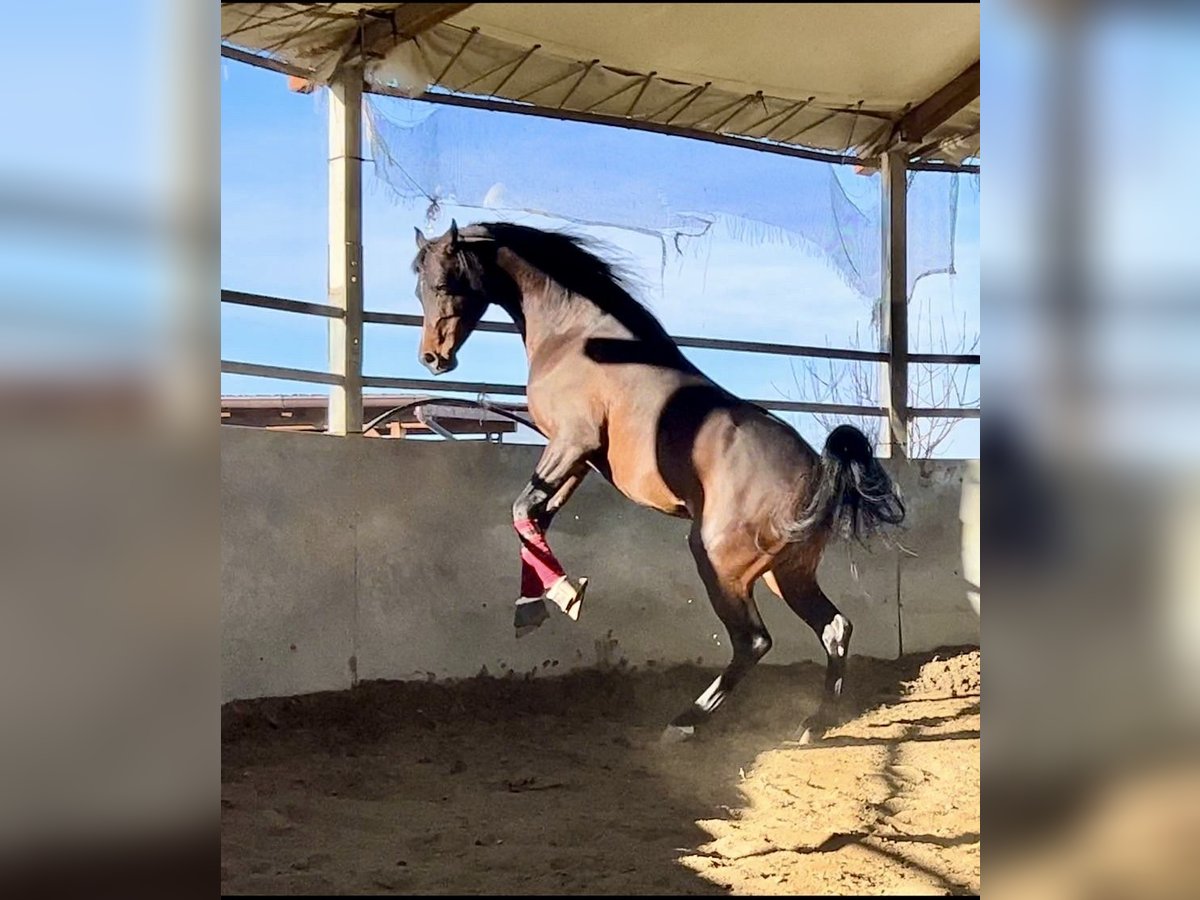 Koń czystej krwi arabskiej Ogier Ciemnogniada in Mergozzo