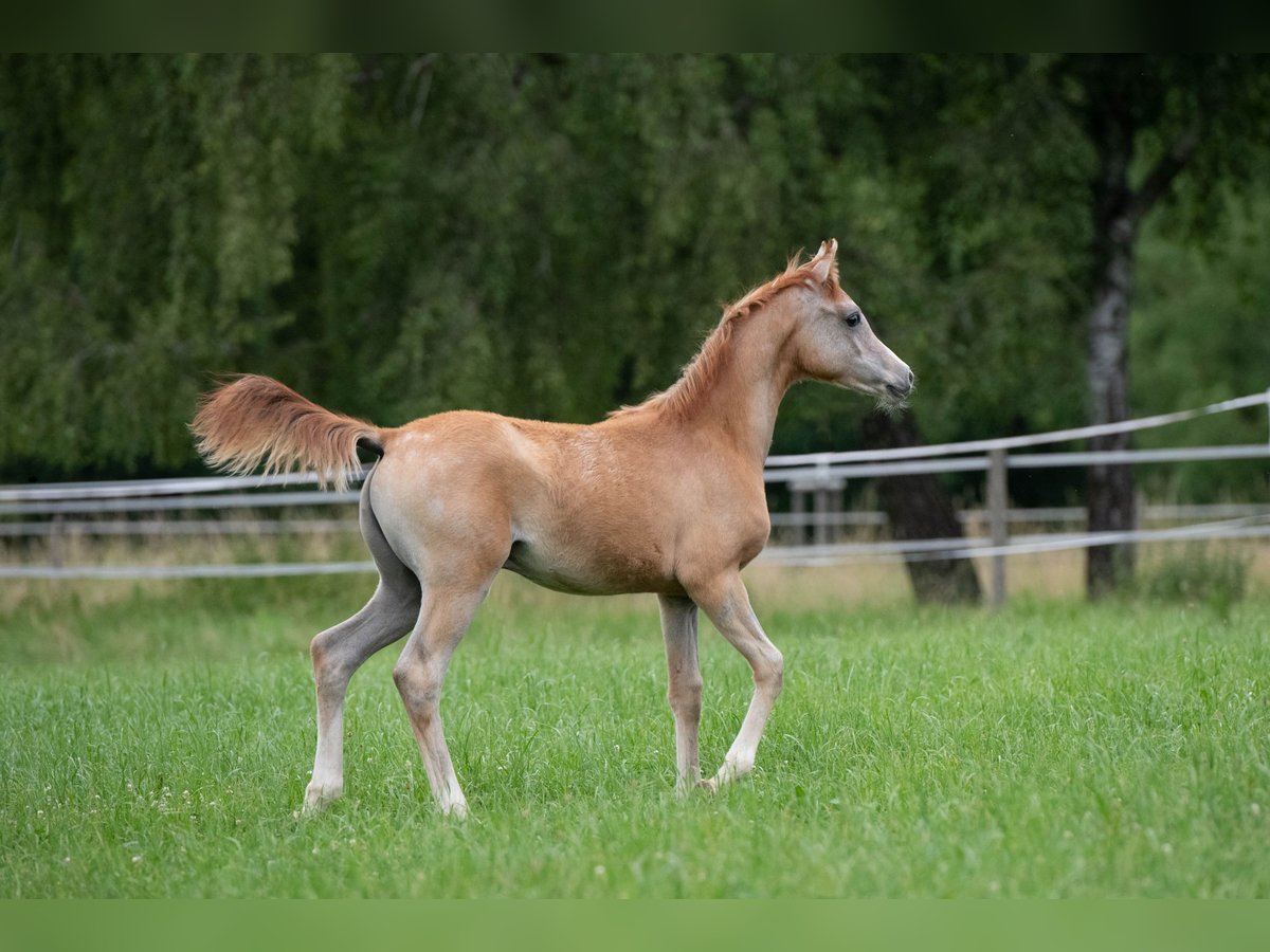 Koń czystej krwi arabskiej Ogier Źrebak (04/2025) 156 cm Siwa in Gem&#xFC;nden (Felda)