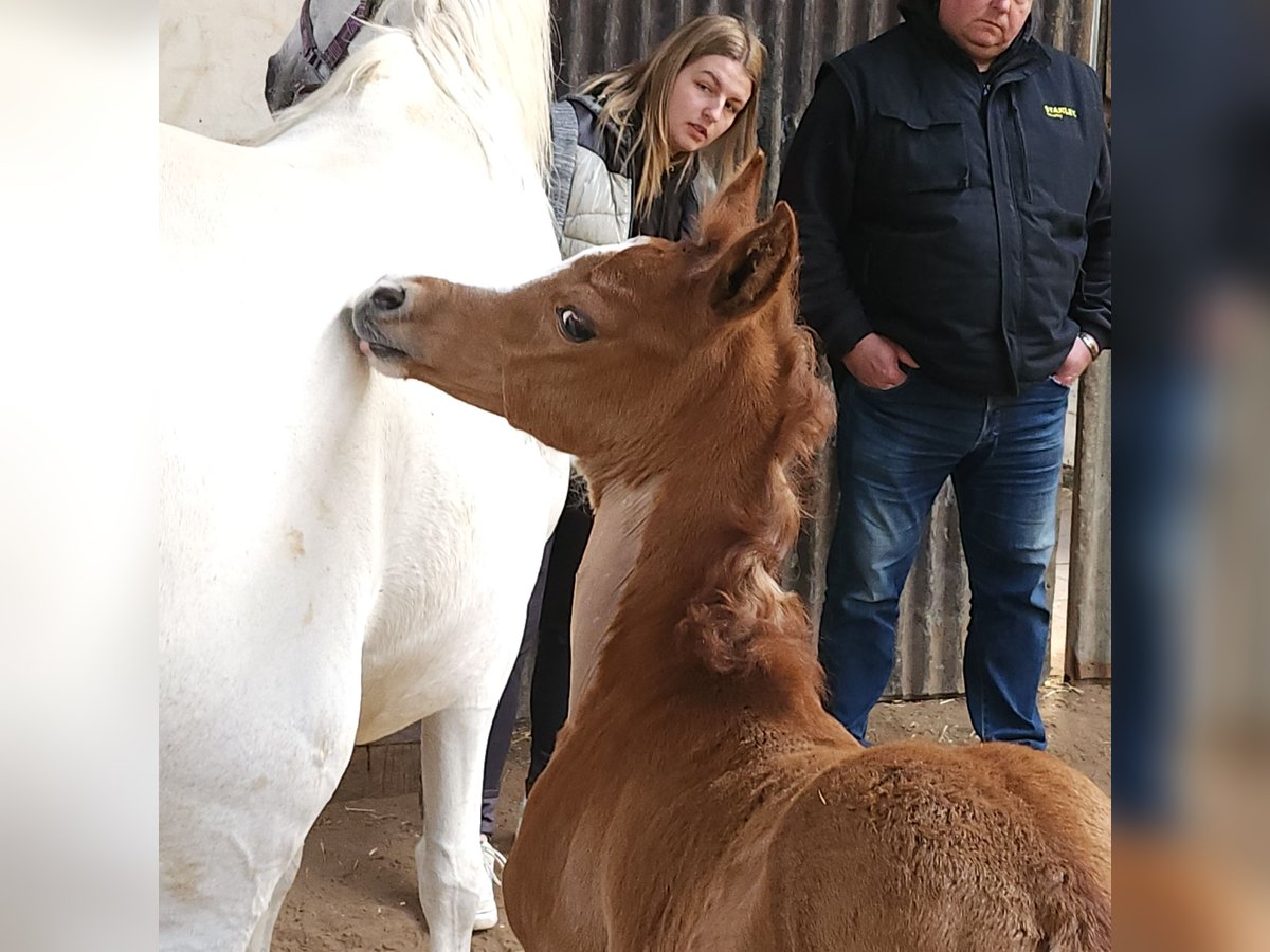 Koń czystej krwi arabskiej Ogier Źrebak (03/2024) Siwa in BELOEIL