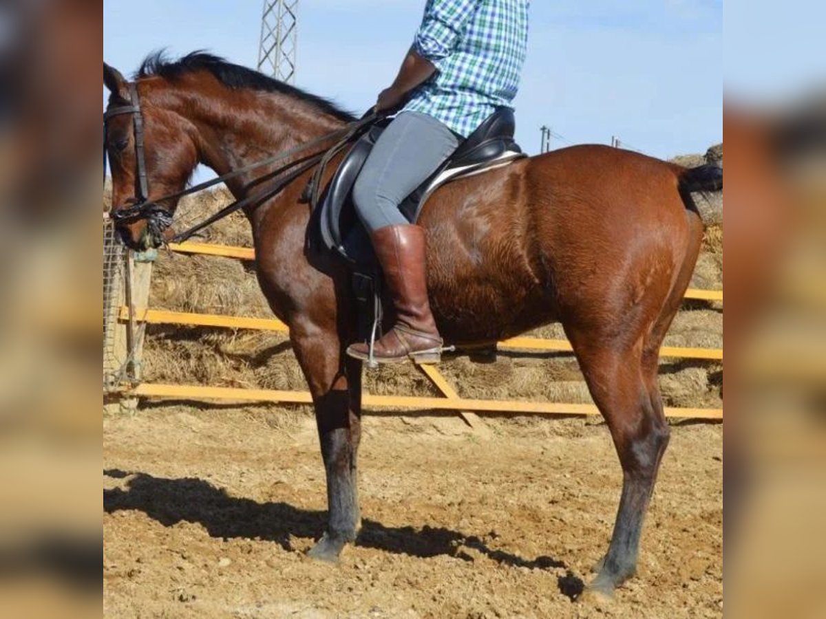 Koń czystej krwi arabskiej Wałach 11 lat 155 cm Gniada in Sabadell Koń czystej krwi arabskiej Wałach 11 lat 155 cm Gniada in Sabadell