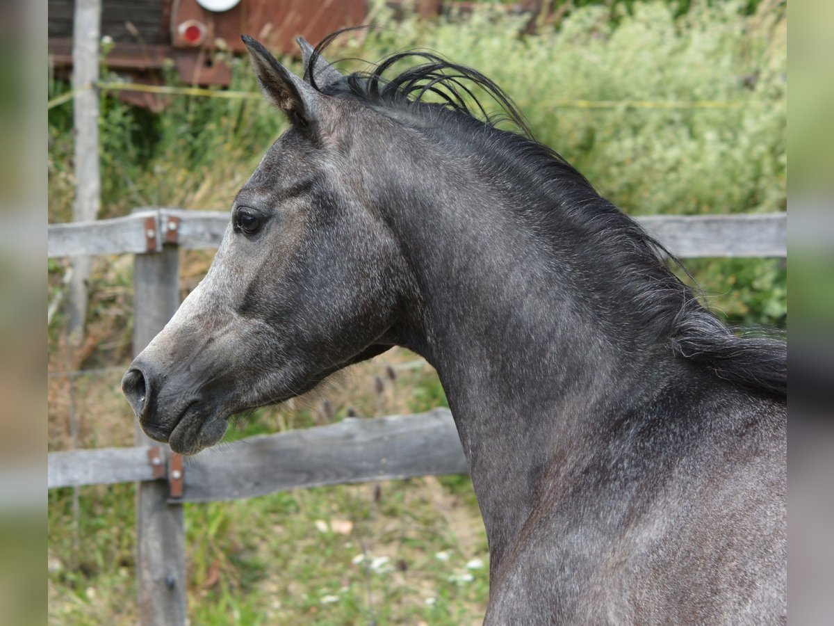 Koń czystej krwi arabskiej Wałach 2 lat 148 cm Siwa in KOPRIVNICA