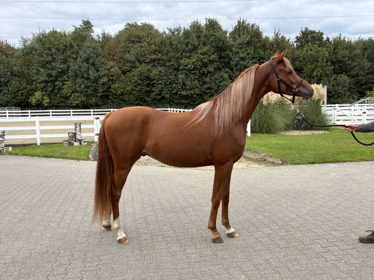 Koń czystej krwi arabskiej Wałach 2 lat 154 cm Kasztanowata in Essen