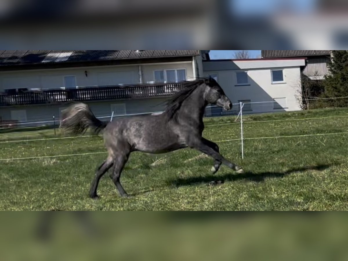 Koń czystej krwi arabskiej Wałach 2 lat 154 cm Siwa in Dunningen