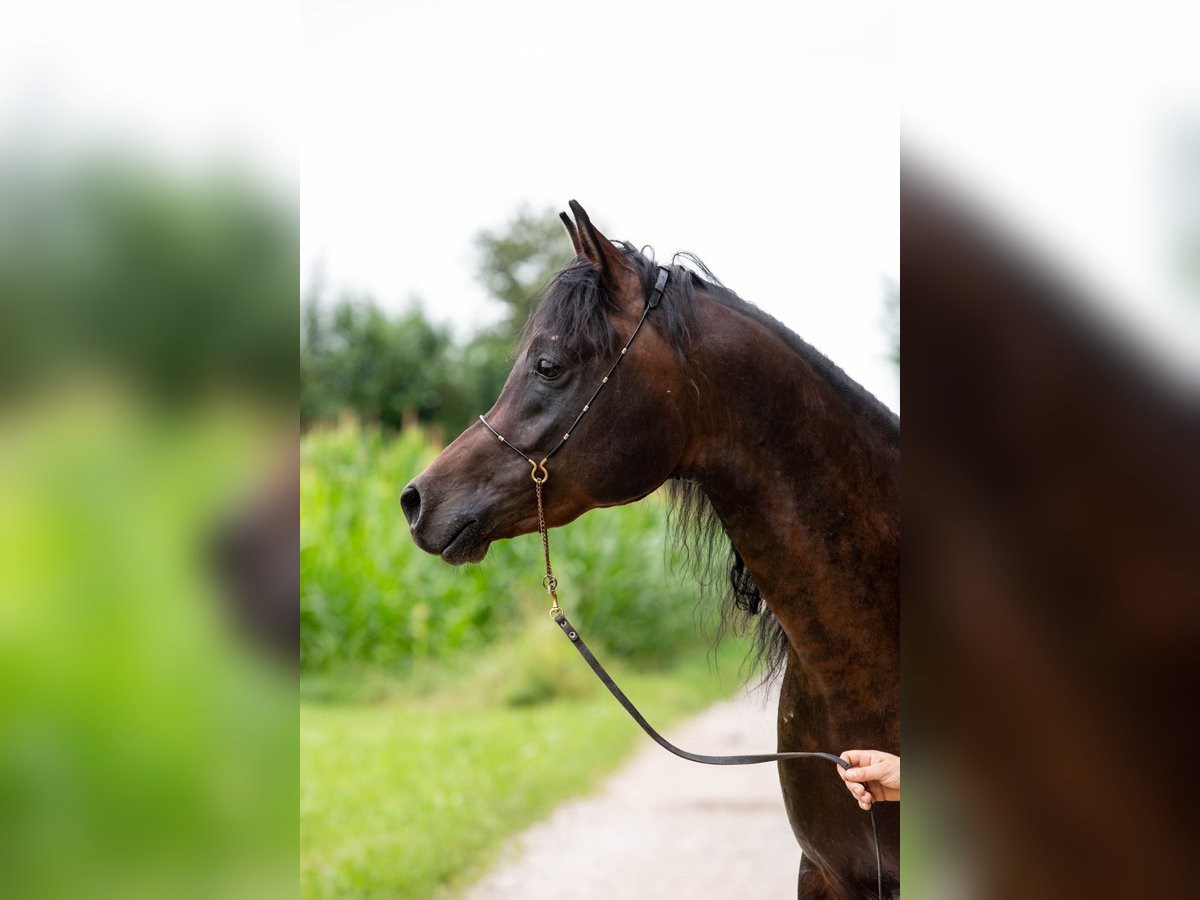 Koń czystej krwi arabskiej Wałach 5 lat 150 cm Ciemnogniada in Kirchansch&#xF6;ring