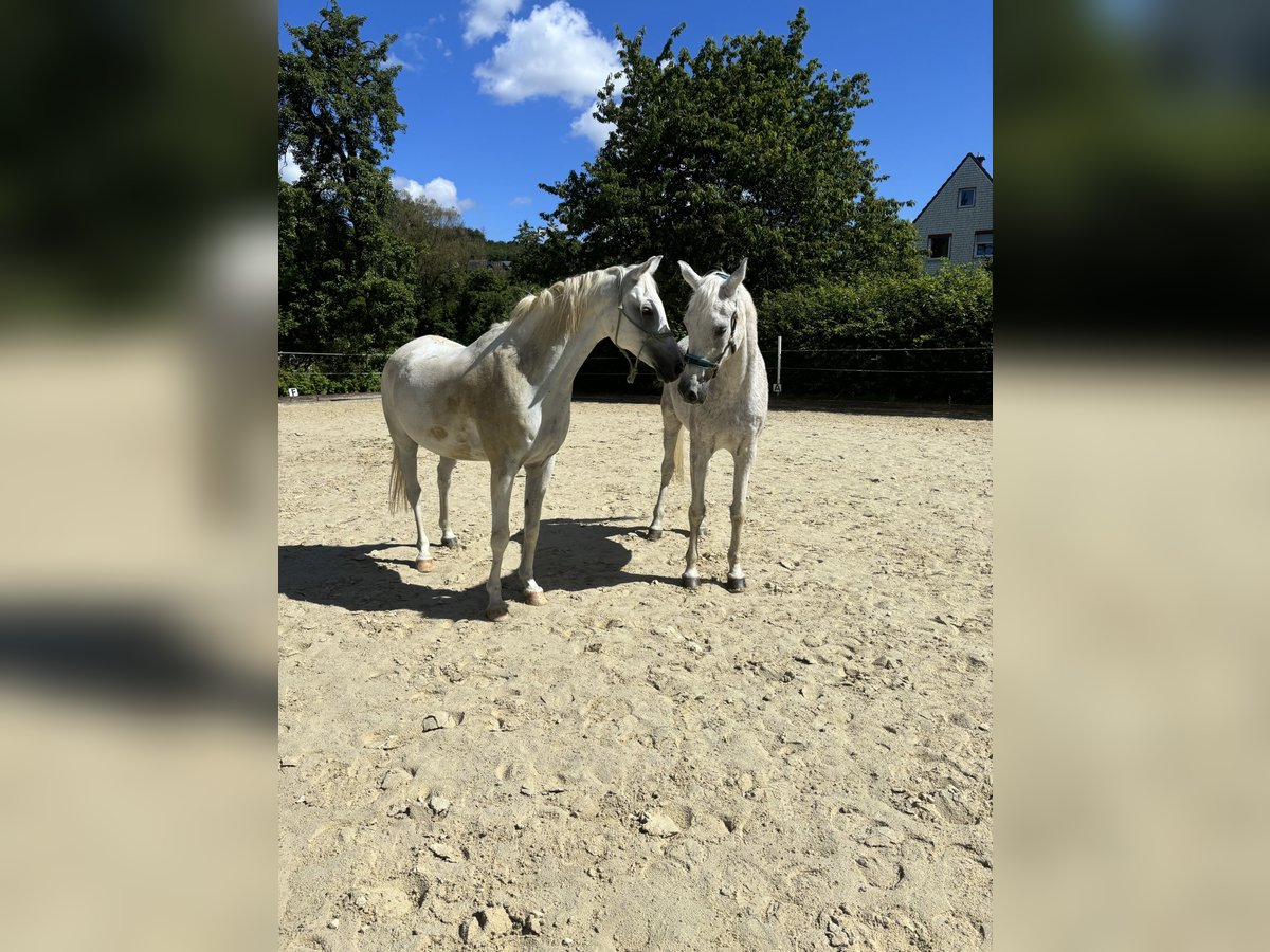 Koń czystej krwi arabskiej Wałach 14 lat 154 cm in Hilchenbach