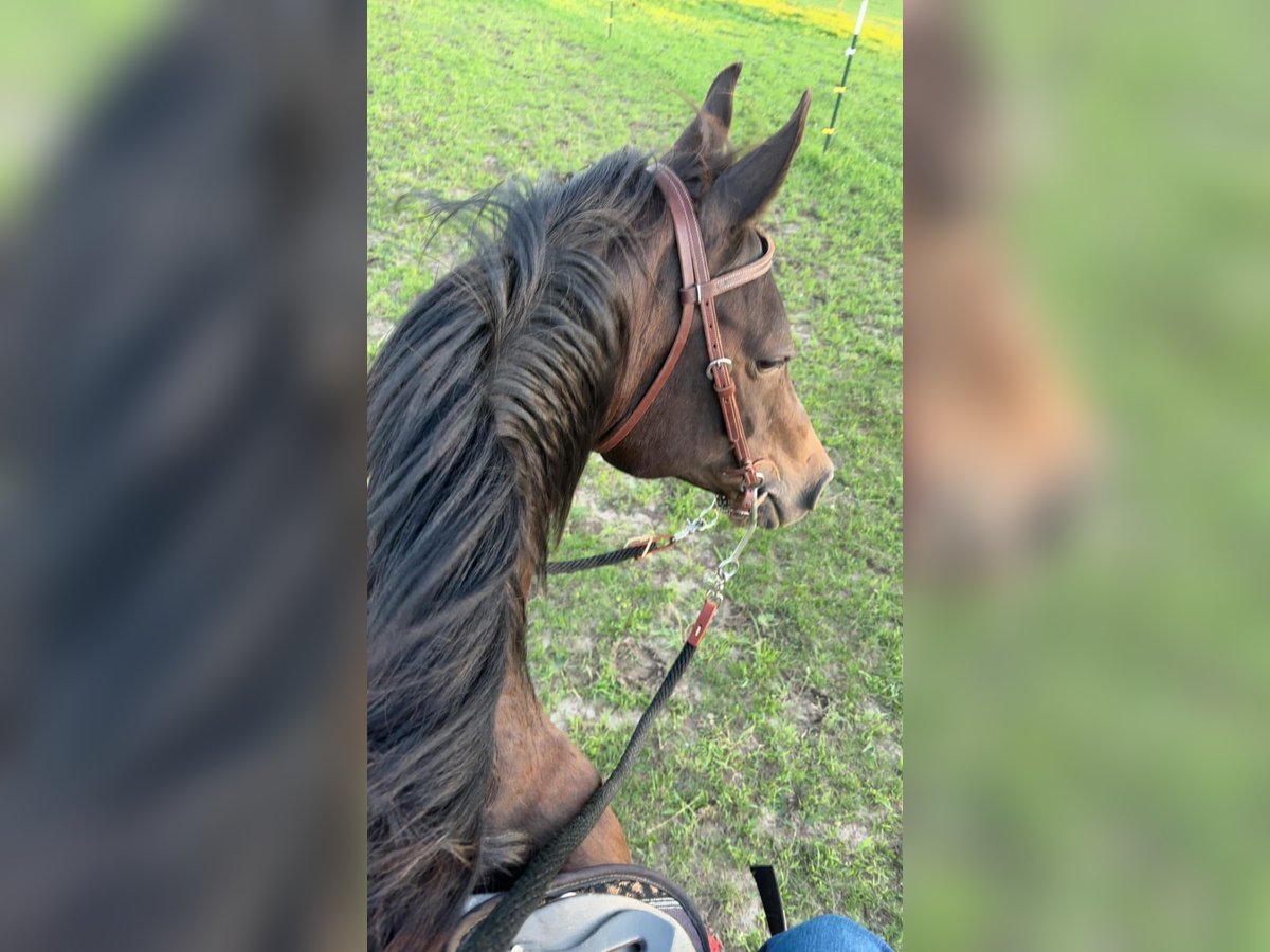 Koń czystej krwi arabskiej Mix Wałach 23 lat 152 cm Gniada in Fort Worth Texas