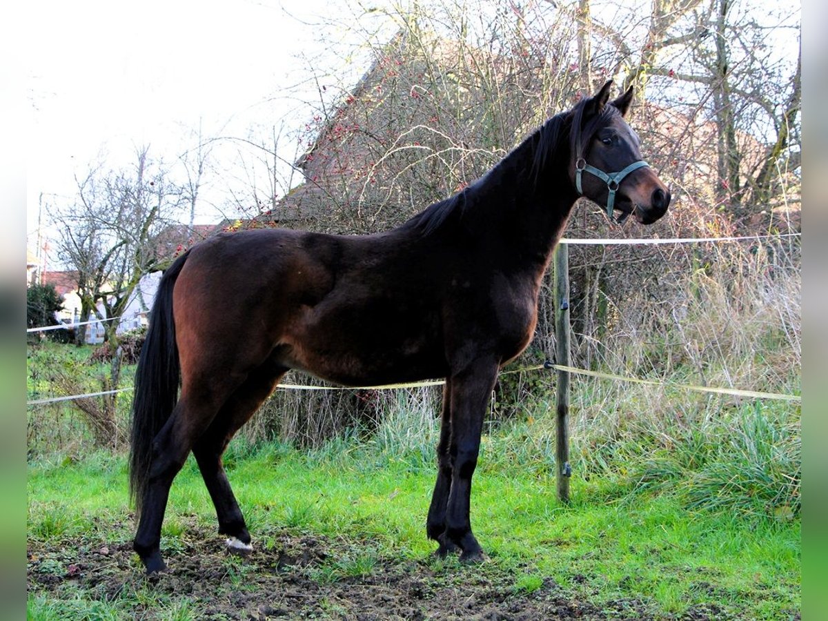 Koń czystej krwi arabskiej Wałach 2 lat 150 cm Ciemnogniada in Kehl