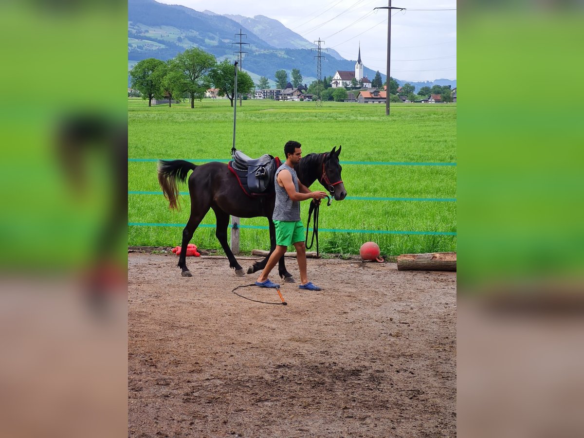 Koń czystej krwi arabskiej Wałach 3 lat 150 cm Siwa in Giswil