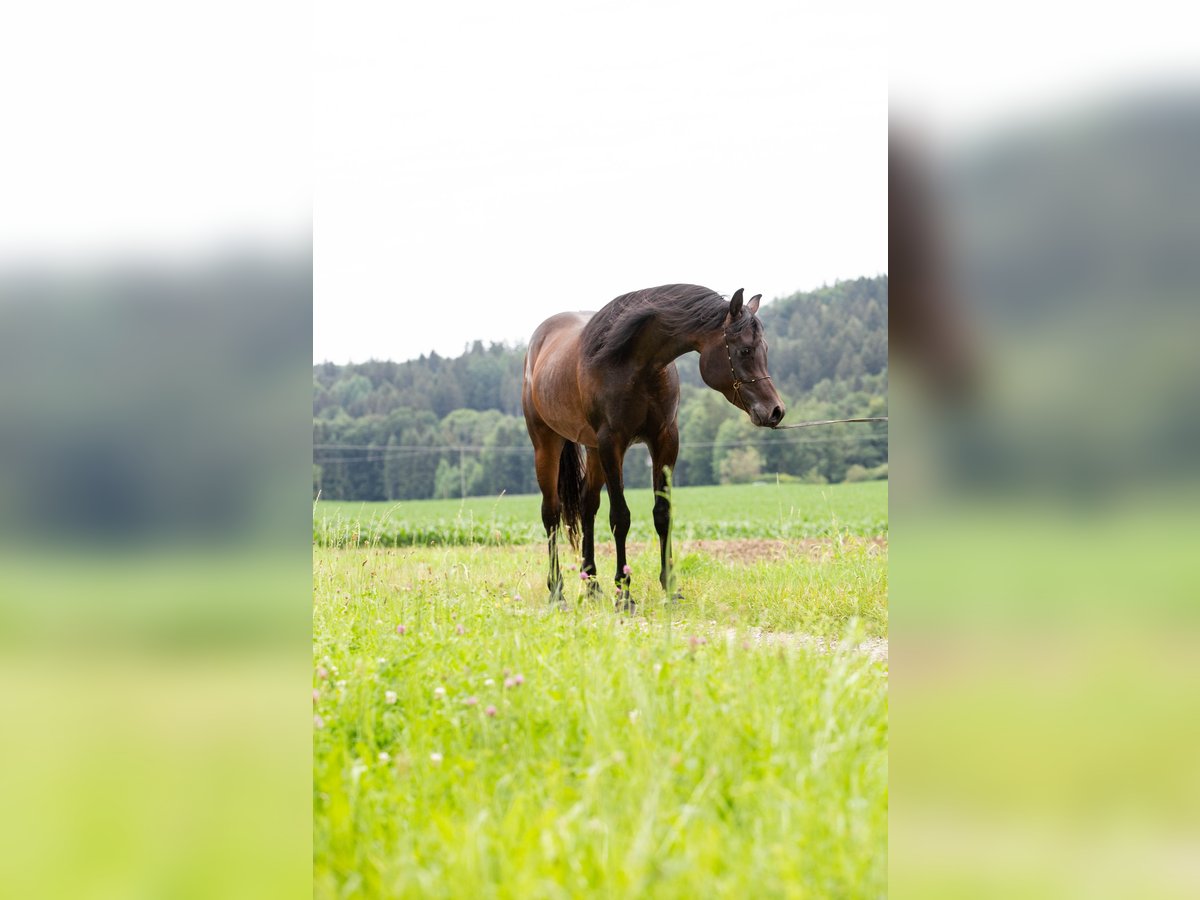 Koń czystej krwi arabskiej Wałach 4 lat 150 cm Ciemnogniada in Kirchanschöring