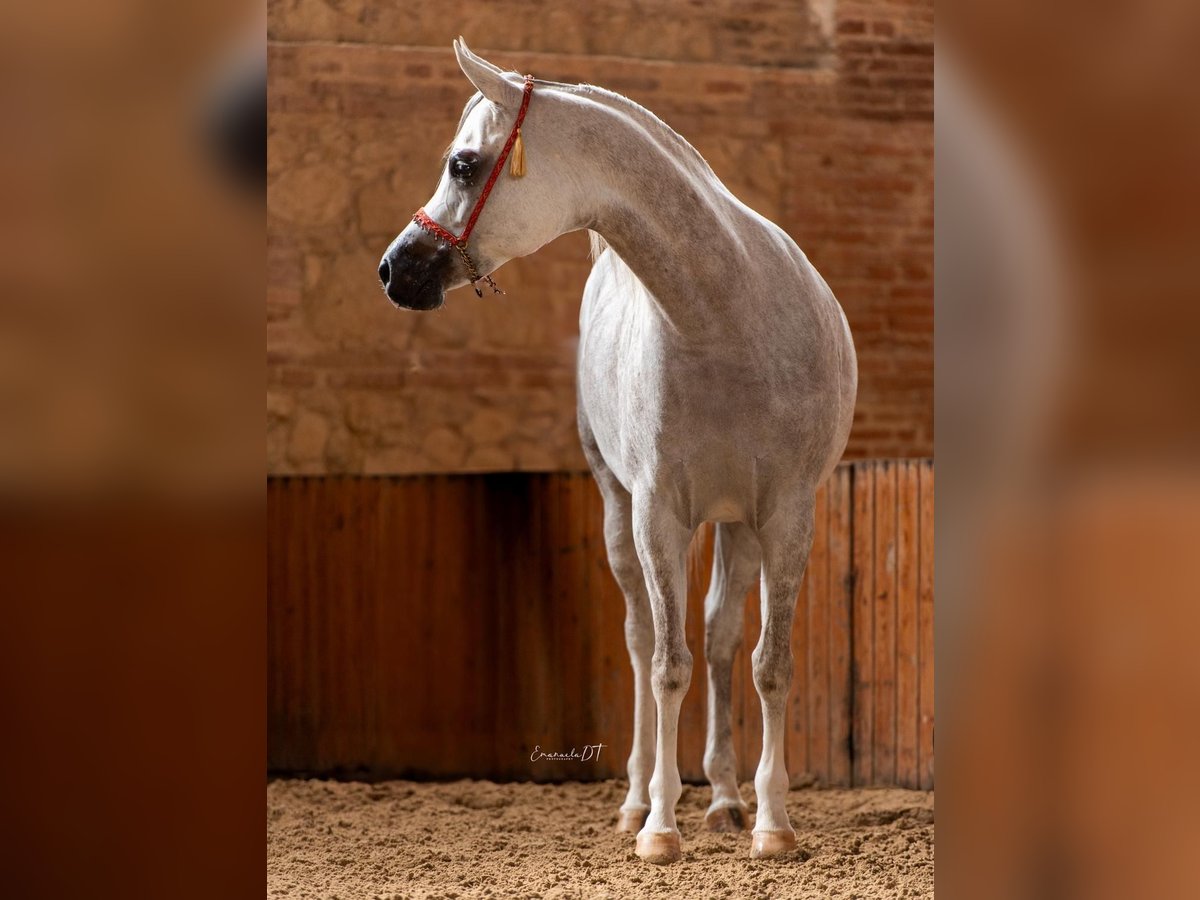 Koń czystej krwi arabskiej Wałach 5 lat 153 cm in Los Palacios y Villafranca, Sevilla