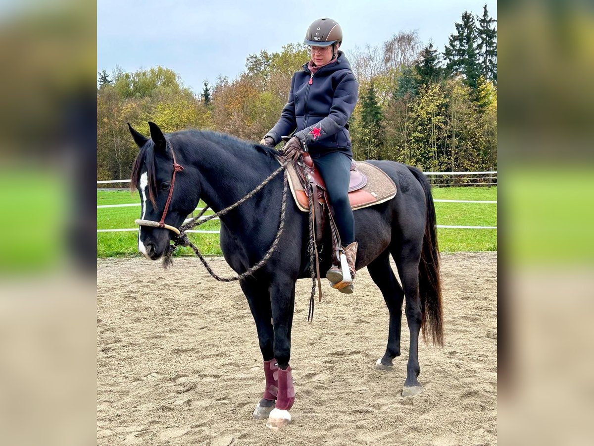 Koń czystej krwi arabskiej Wałach 6 lat 151 cm Kara in Neuburg an der Donau