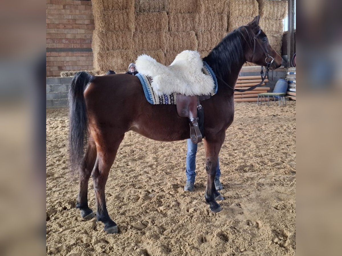 Koń czystej krwi arabskiej Wałach 6 lat 155 cm Gniada in Haslach