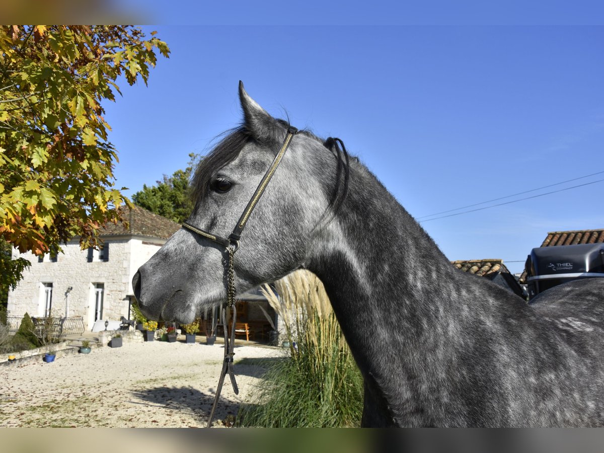 Koń czystej krwi arabskiej Wałach 6 lat 155 cm Siwa jabłkowita in Penne dAgenais