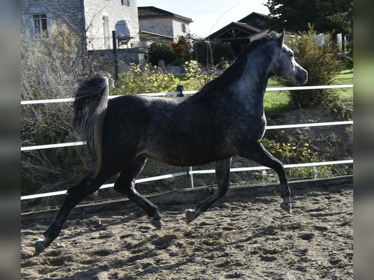 Koń czystej krwi arabskiej Wałach 6 lat 155 cm Siwa jabłkowita in Penne dAgenais