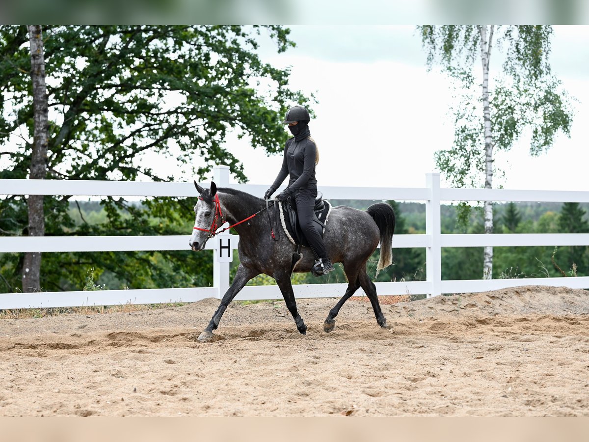 Koń czystej krwi arabskiej Wałach 7 lat 154 cm Siwa in Trakai