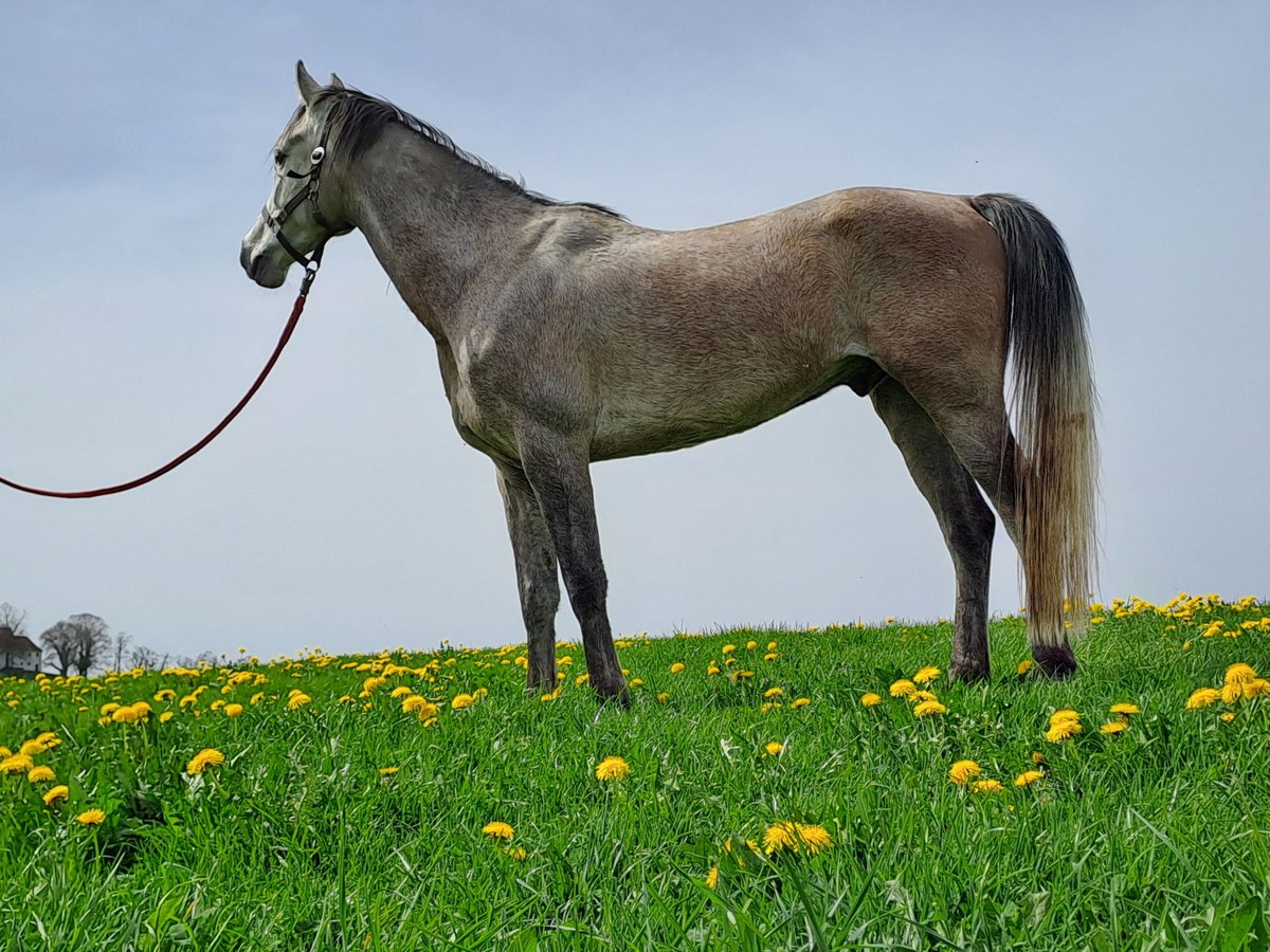 Koń czystej krwi arabskiej Wałach 7 lat 157 cm Może być siwy in Wolfegg