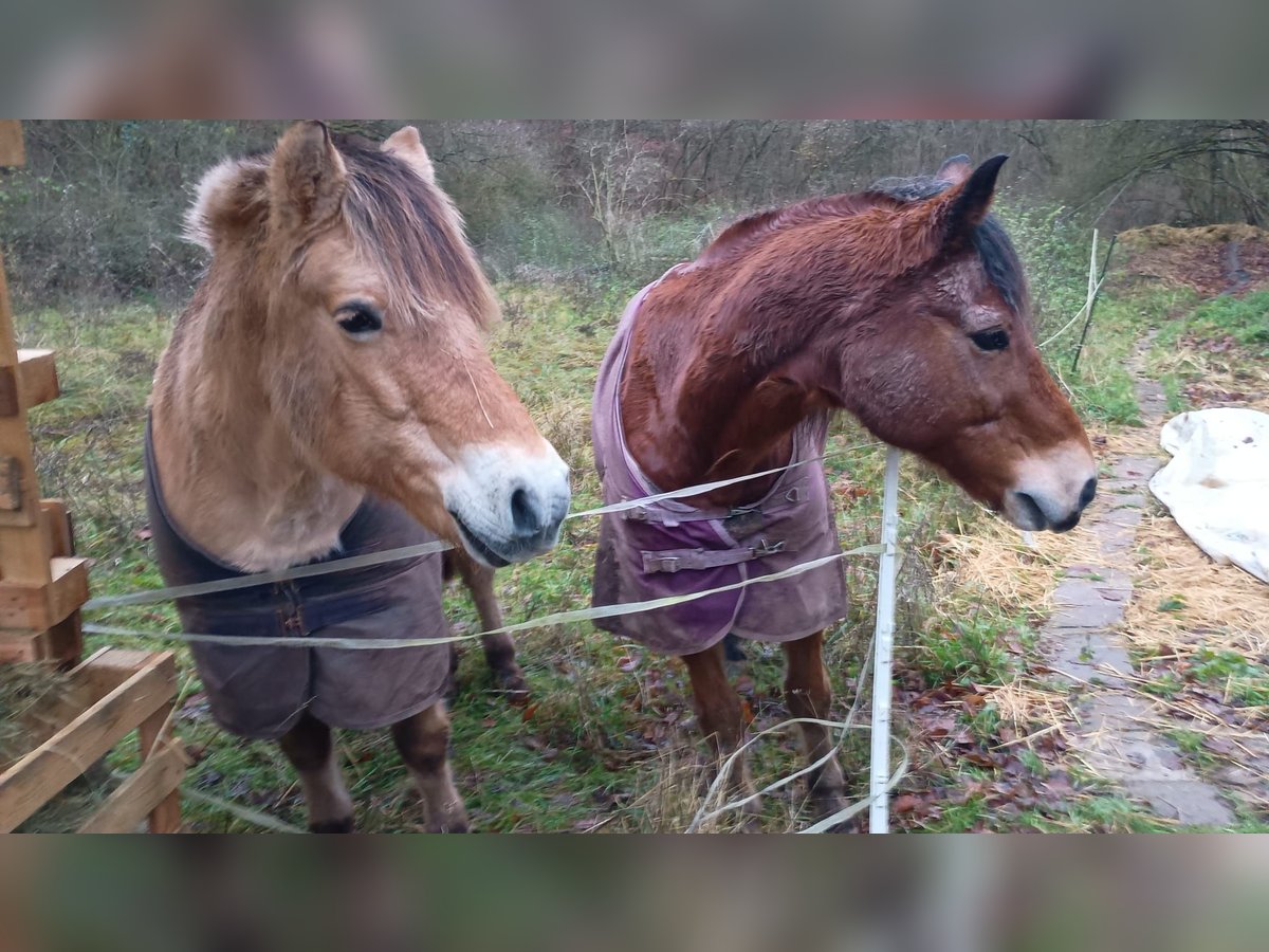 Koń fiordzki Mix Klacz 11 lat 149 cm Bułana in Monzingen