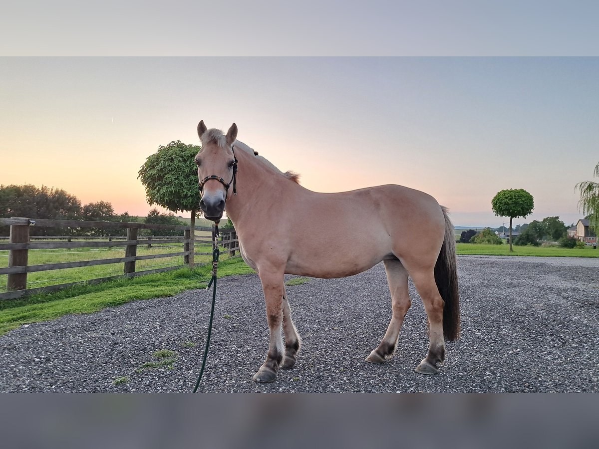 Koń fiordzki Klacz 13 lat 146 cm Bułana in Aspach