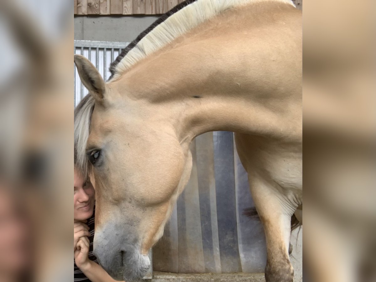 Koń fiordzki Klacz 14 lat 136 cm Bułana in Flachau