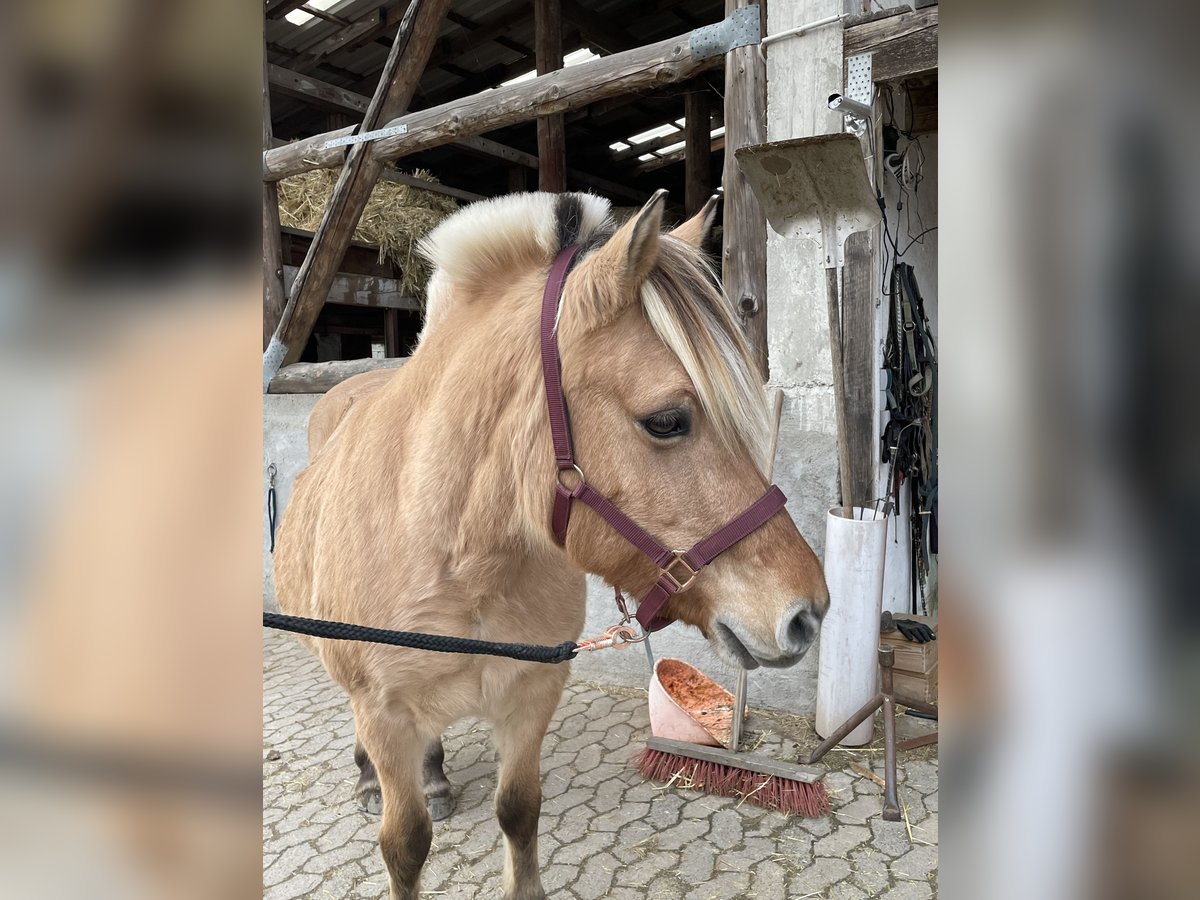 Koń fiordzki Klacz 16 lat 144 cm Bułana in Lautertal