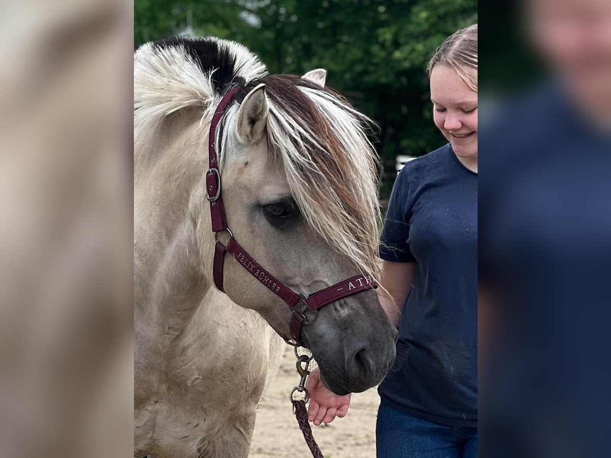 Koń fiordzki Klacz 18 lat 148 cm Bułana in Mechernich