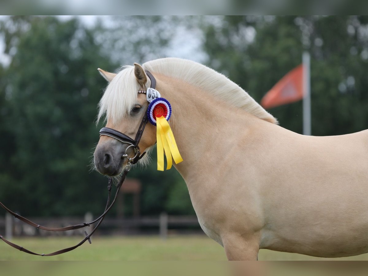 Koń fiordzki Klacz 3 lat 142 cm Bułana in Alt Duvenstedt