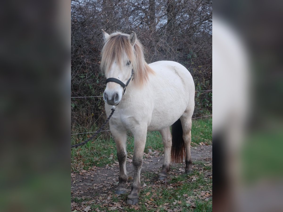 Koń fiordzki Klacz 3 lat 143 cm Bułana in Hitzacker