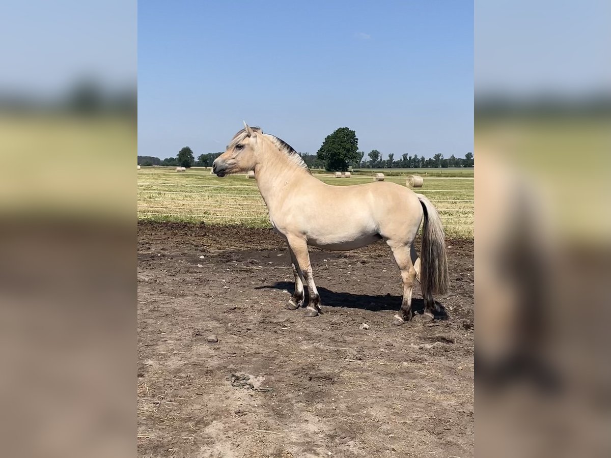 Koń fiordzki Klacz 4 lat 139 cm Bułana in Paplitz