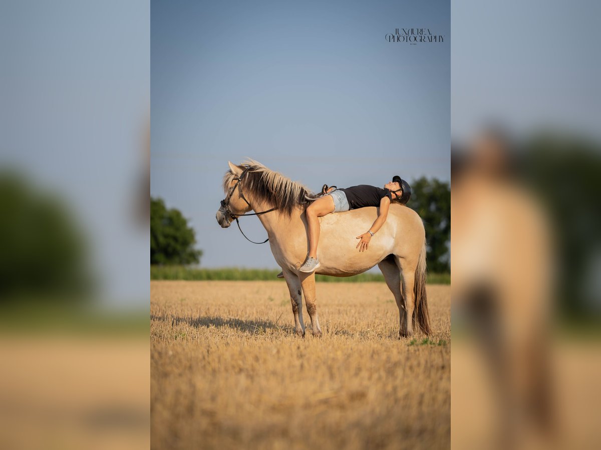 Koń fiordzki Klacz 4 lat 144 cm Bułana in Augsburg