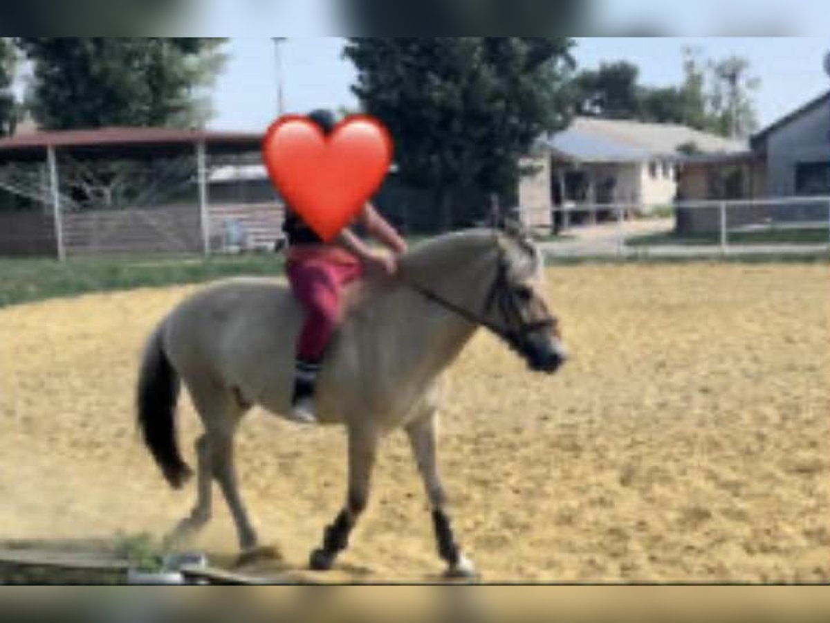 Koń fiordzki Klacz 6 lat 146 cm Ciemnokasztanowata in Iszkaszentgy&#xF6;rgy