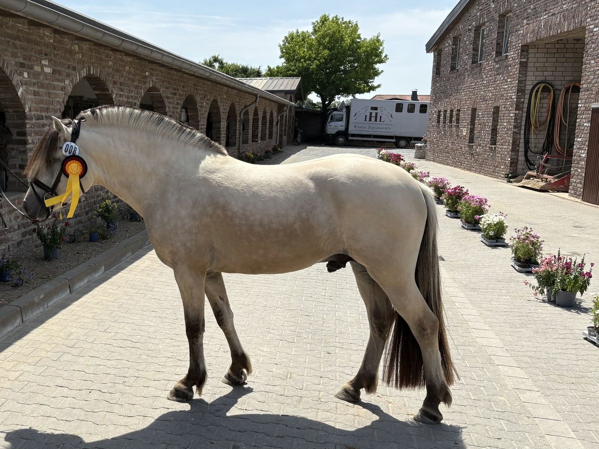 Koń fiordzki Ogier 3 lat 147 cm Biała in RietbergRietberg