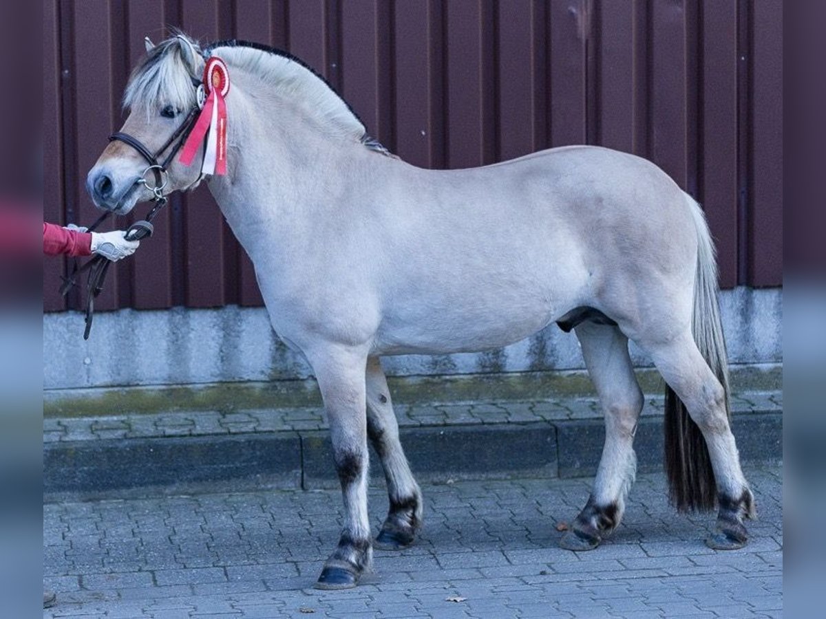 Koń fiordzki Ogier 6 lat 145 cm Bułana in Nordhorn