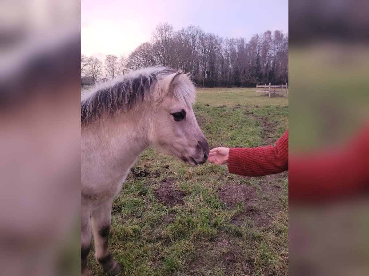 Koń fiordzki Ogier Źrebak (06/2025) 145 cm Bułana in Klein Pampau