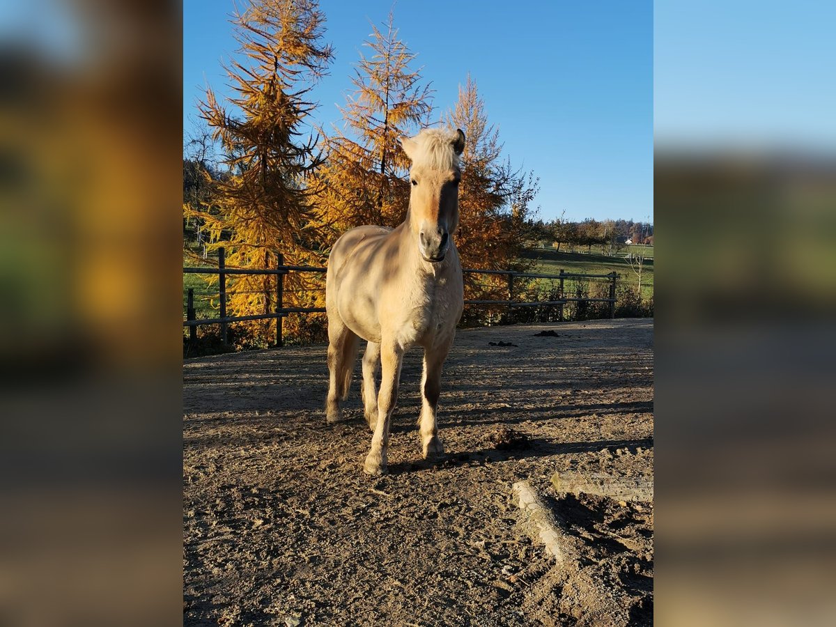 Koń fiordzki Wałach 12 lat 147 cm Bułana in Stockach