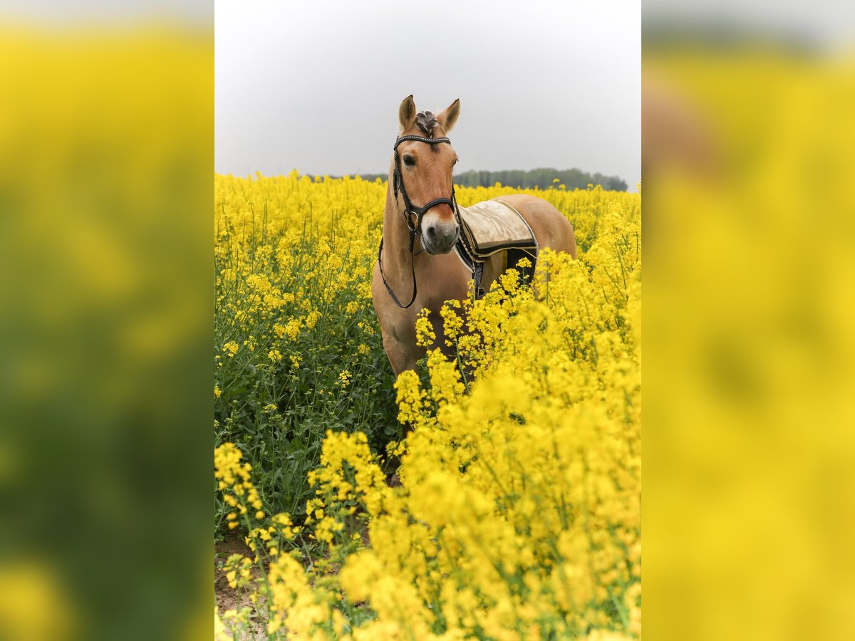 Koń fiordzki Wałach 21 lat 150 cm Jasnogniada in Barnstorf
