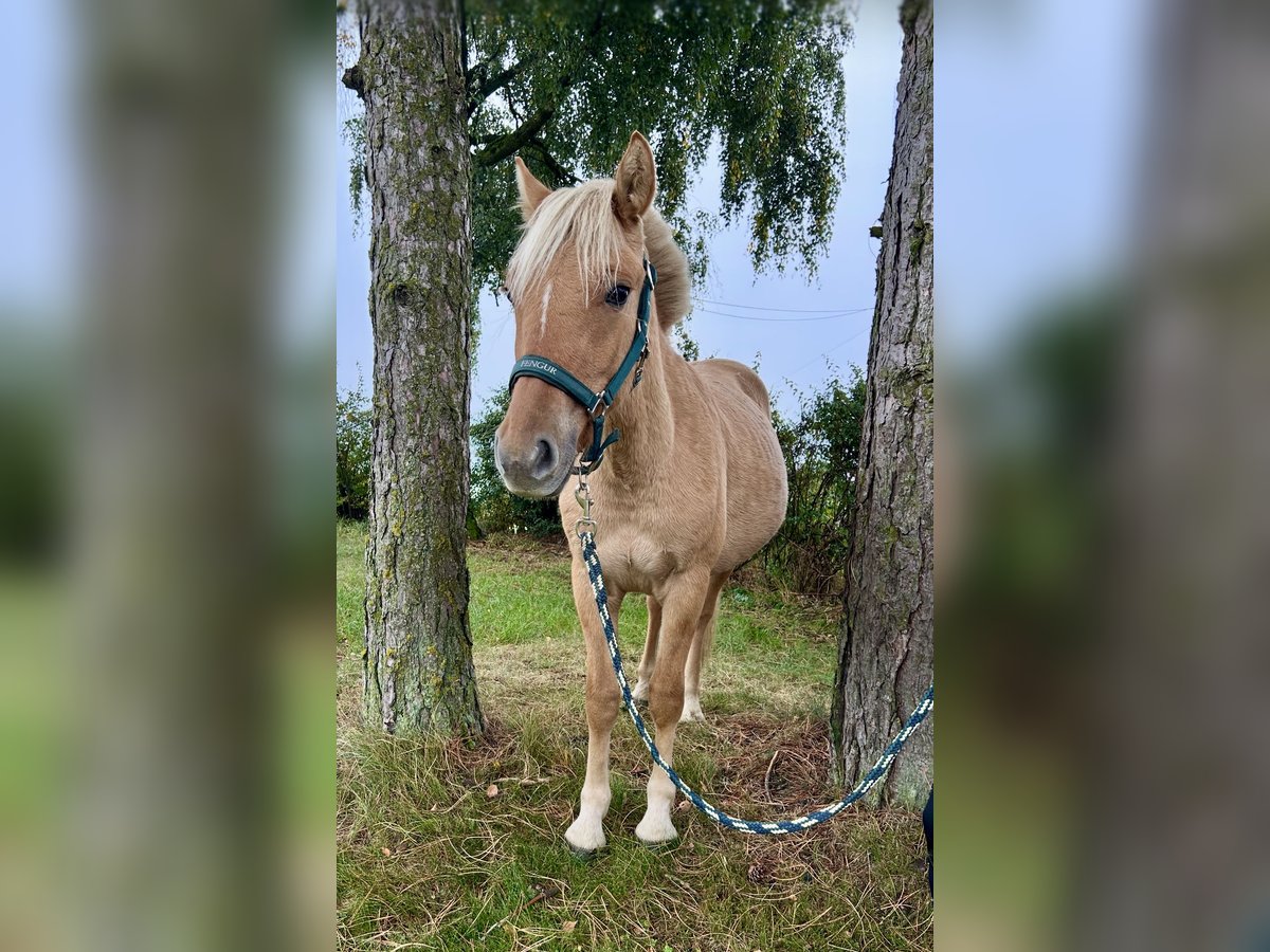 Koń fiordzki Wałach 2 lat 130 cm Kasztanowata in Pelmberg