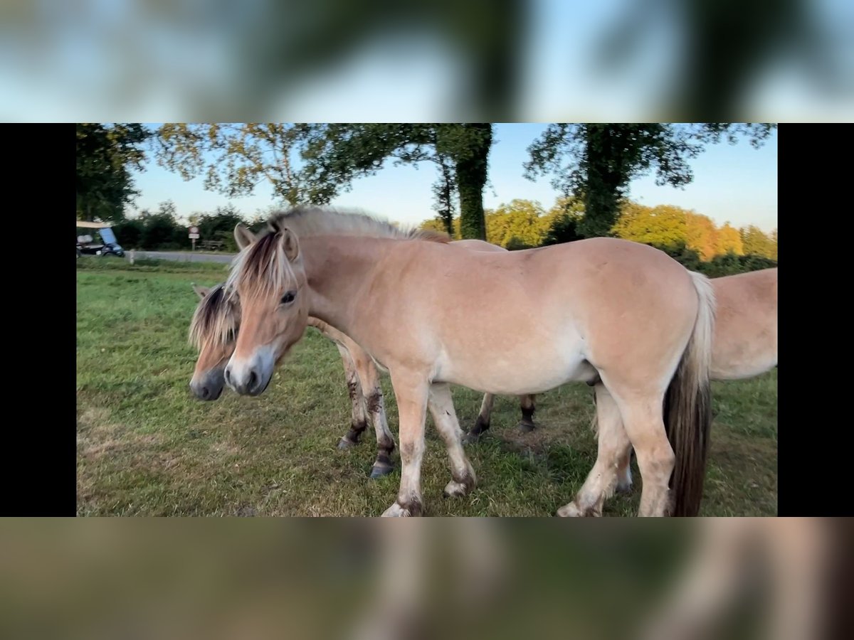 Koń fiordzki Wałach 2 lat 149 cm Bułana in Oud Ootmarsum