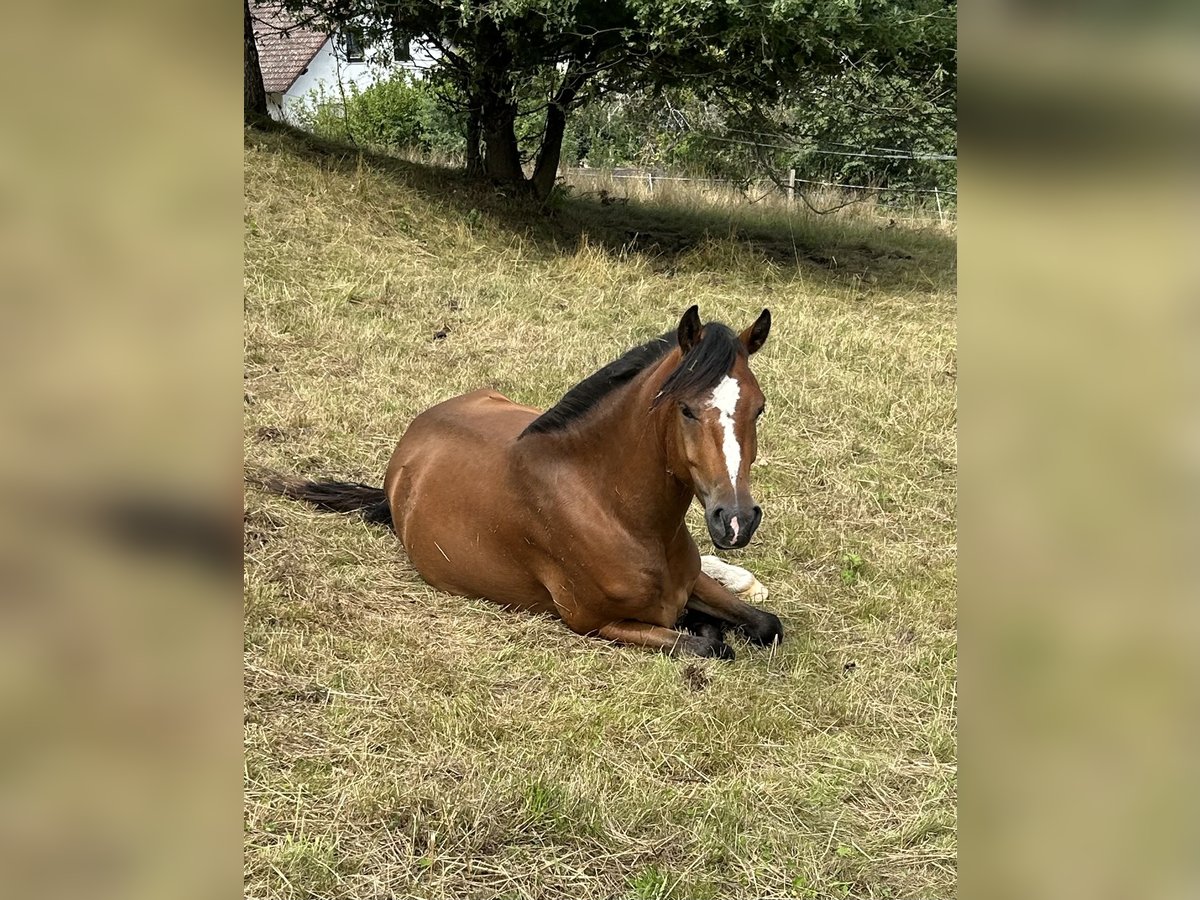 Koń fiordzki Mix Wałach 3 lat 141 cm Gniada in Altenbuch