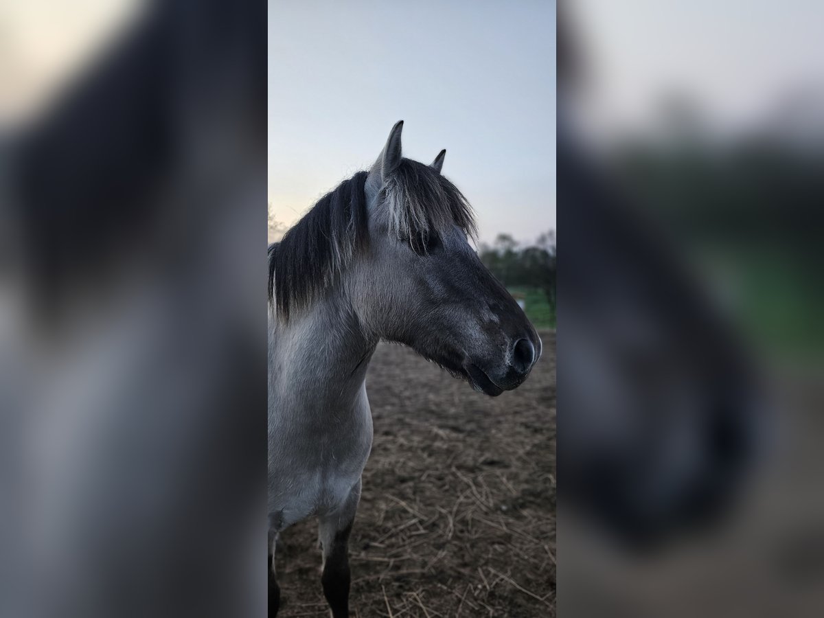 Koń fiordzki Wałach 3 lat 147 cm Bułana in D&#xF6;llen