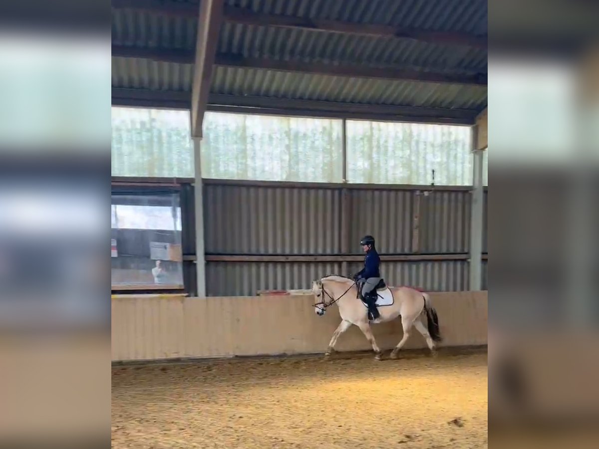Koń fiordzki Wałach 4 lat 145 cm Bułana in Gerbstedt
