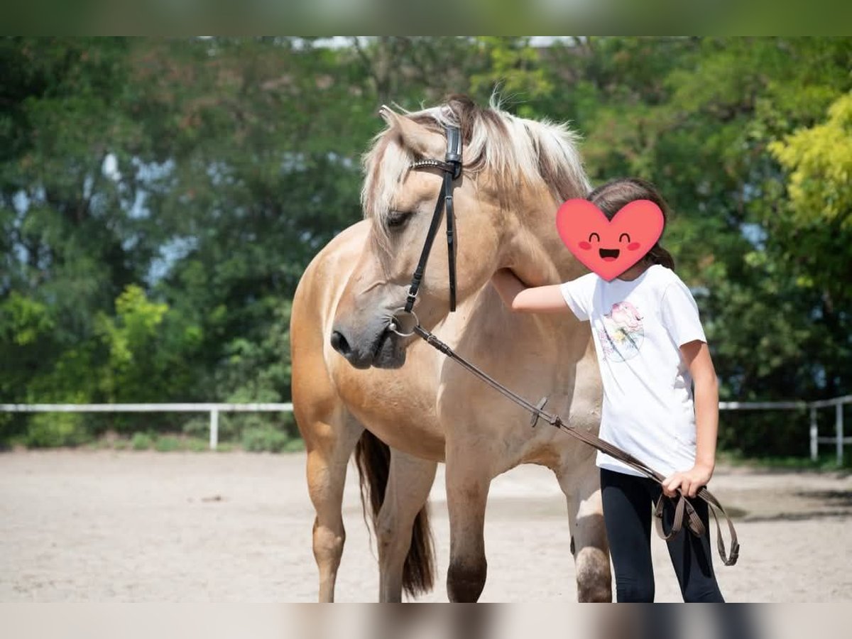 Koń fiordzki Wałach 7 lat 162 cm Bułana in Gerasdorf bei Wien