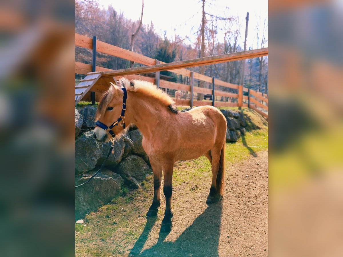 Koń fiordzki Wałach 8 lat 143 cm Bułana in w&#xF6;llersdorf