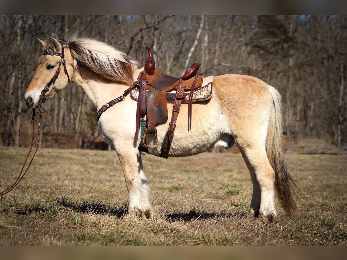 Koń fiordzki Wałach 12 lat 147 cm Jelenia in Felmingsburg KY