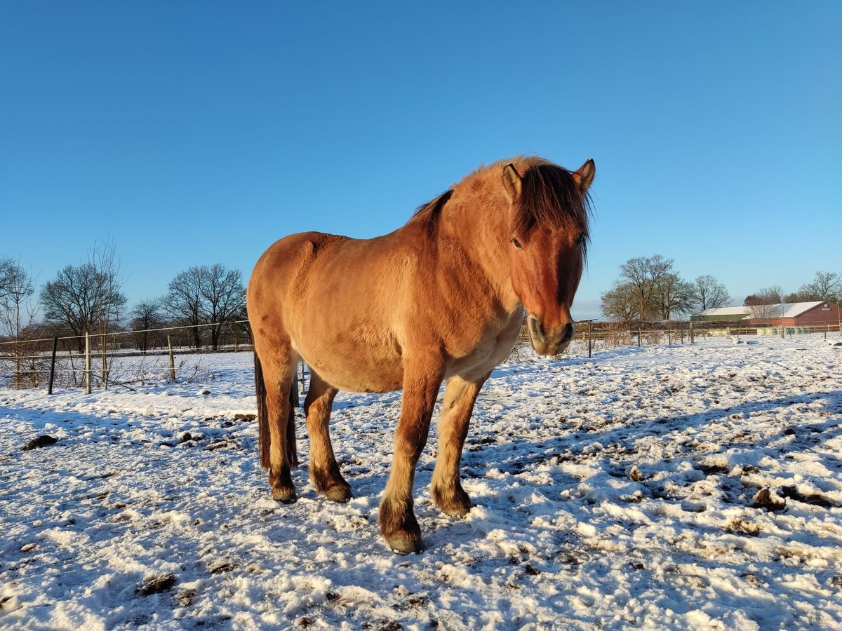 Koń fiordzki Mix Wałach 16 lat 140 cm Bułana in Beverstedt