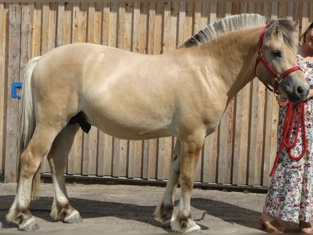 Koń fiordzki Wałach 2 lat 140 cm Bułana in Wittislingen